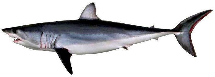 Isurus oxyrinchus02.jpg